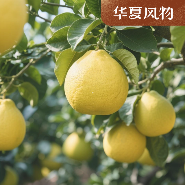 原来一直都挑错了！教你一眼认出多汁又不苦的柚子！