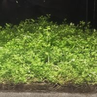 京喜小鱼缸，不到50低成本开缸