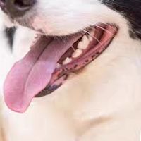 双十一囤比乐老年犬粮省钱攻略