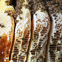 2025十大蜂蜜品牌排行榜出炉！哪个牌子蜂蜜好？一文看懂选购技巧