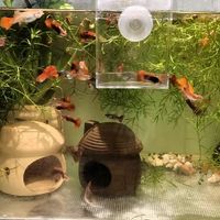 双 11 养鱼抄作业！6款新手入门懒人好物，平价又实用