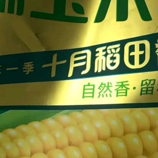 十月稻田 黄糯玉米 3.52斤(220g*8根) 25年新玉米 低脂 早餐零食 东北玉米