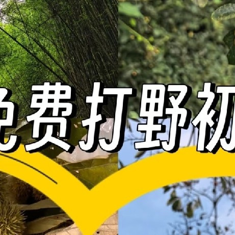 秋季采摘：板栗柿子全记录