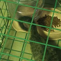 0元成本手搓了一个猫笼，好消息是搓成了，坏消息是猫越狱了