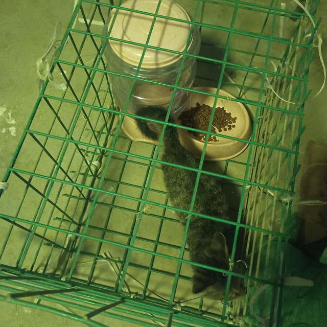 0元成本手搓了一个猫笼，好消息是搓成了，坏消息是猫越狱了