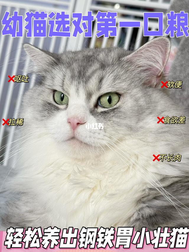 软便猫猫终于上岸！全靠冠能幼猫粮