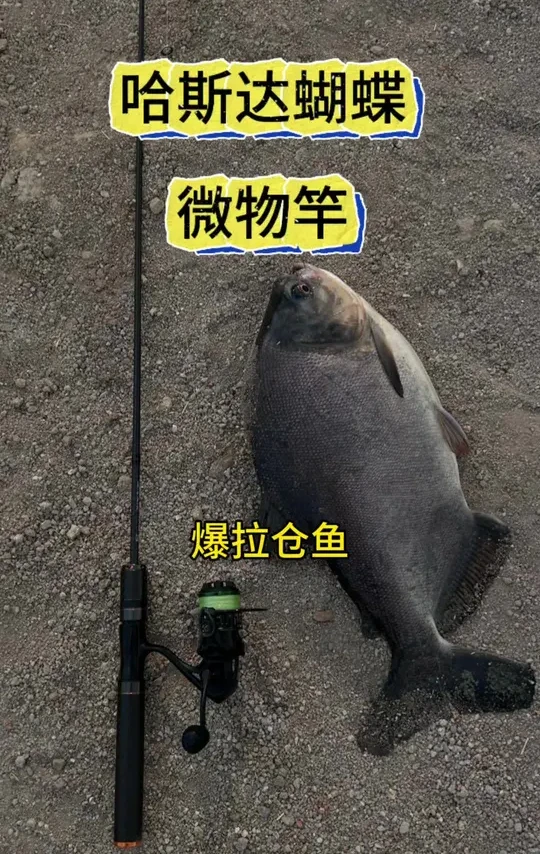 硬核挑战!用微物竿硬刚鲳鱼,哈斯达蝴蝶竿强度拉满! 颠覆认知!用微物竿硬刚凶猛鲳鱼会怎样?哈斯达蝴蝶微物竿上演极限挑战!竿身虽细却暗藏玄机,高碳材质与精密工艺打造的超强腰力,面对鲳鱼的疯狂拉扯也能轻松