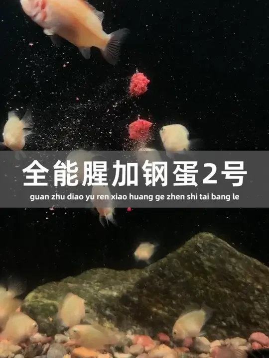 据说这款饵料搭配比蓝鲫加钢弹都要猛并且状态好不反水饵料还细腻 #爆护饵料 #野钓 #钓鱼人 #原来钓鱼才是抖音运动顶流 #钓鱼