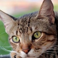 2025猫罐头主食罐什么牌子好？这5款平价主食罐头值得买！