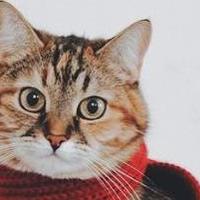 什么牌子主食罐头口碑好？2025主食猫罐头排行榜前十名测评！