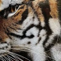 《DK探索大百科:人与自然的全景画卷》:一场知识的盛宴