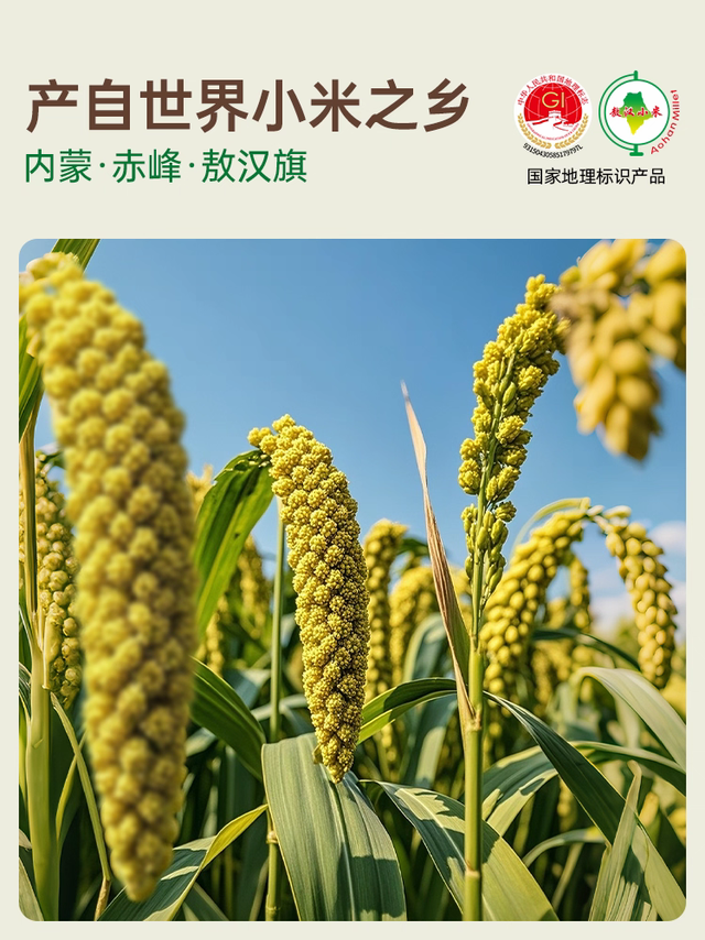 敖汉小米:8000年种植历史