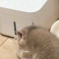 双十一智能宠物用品推荐；米家无线智能宠物饮水机解放双手不是梦