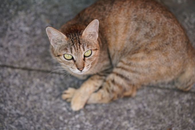 索尼镜头