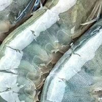 双十一美食选购：鲜活基围虾，鲜掉眉毛的囤货首选