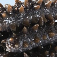 双11必囤！宫壹即食海参直接承包我家半个月的营养餐✨