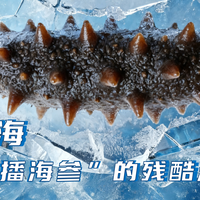 潜入深海，揭开“底播海参”的残酷淘汰赛！