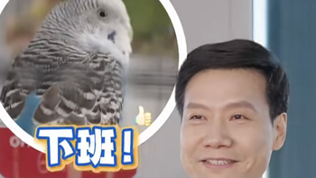 雷军也是鸟友？鹦鹉是真的火了！附鸟中显眼包饲养全攻略～ 