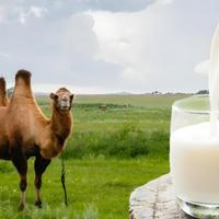 中国驼奶十大名牌揭晓！这些高品质驼奶才是营养王者！