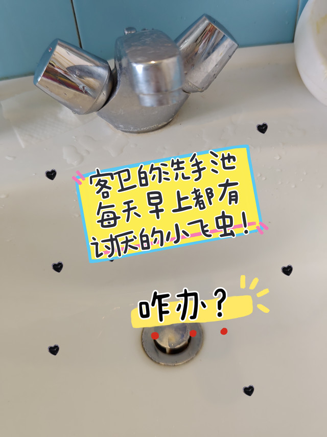 洗手池每天早上都有小黑飞！意外发现的方法！分享