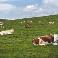 澳新、欧洲、北美三大黄金奶源带，哪里的婴幼儿奶粉更值得入？