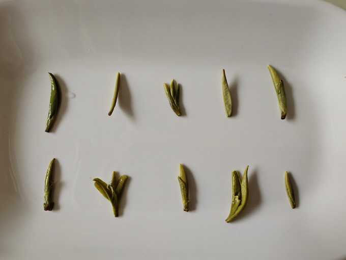 竹叶青绿茶