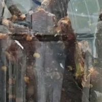 我的双十一囤货清单C位：光合力量风干鸡肉干香辣味