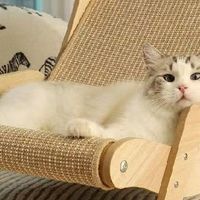 双11养宠必囤！麻绳猫抓板躺椅，猫咪爱用还护家具