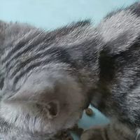 蓝氏猎鸟乳鸽猫粮双十一囤货体验