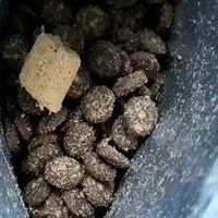 蓝氏猎鸟乳鸽猫粮喂养体验