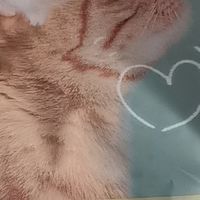 网易严选猫粮：营养全面实惠