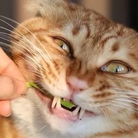 哪个猫粮好？2025 优质猫粮实测榜推荐！