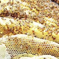 蜂蜜哪个牌子可靠?蜂蜜十大排名大公开,选对牌子很重要