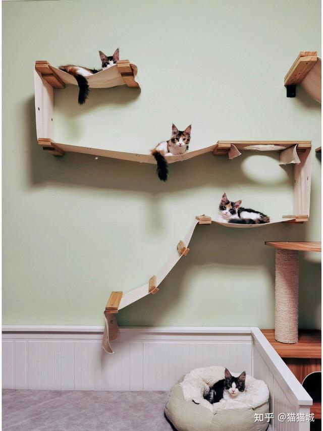 白天十个小时不在家，怎么才能让小猫不孤单呢？