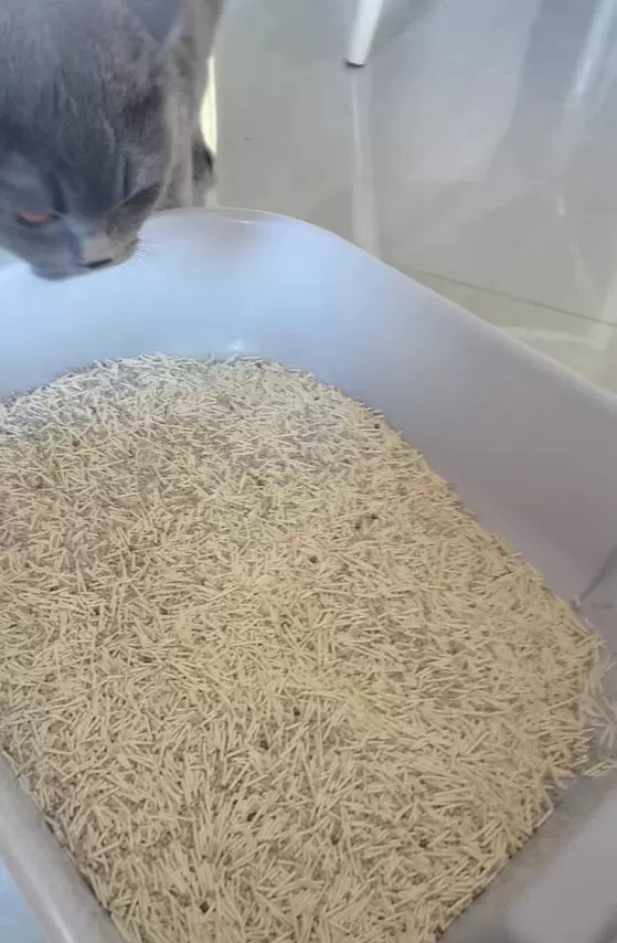 双11推荐：福丸猫砂体验