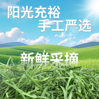 🌿被皇室认证的小宠本命草！我家毛孩啃到停不下来✨