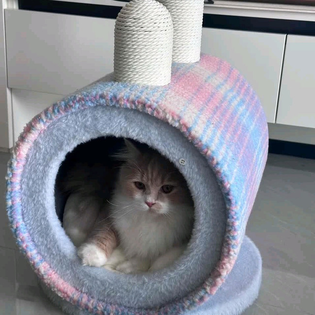 兽牌星空树洞猫窝太绝了！20斤大胖猫的冬季保暖乐园