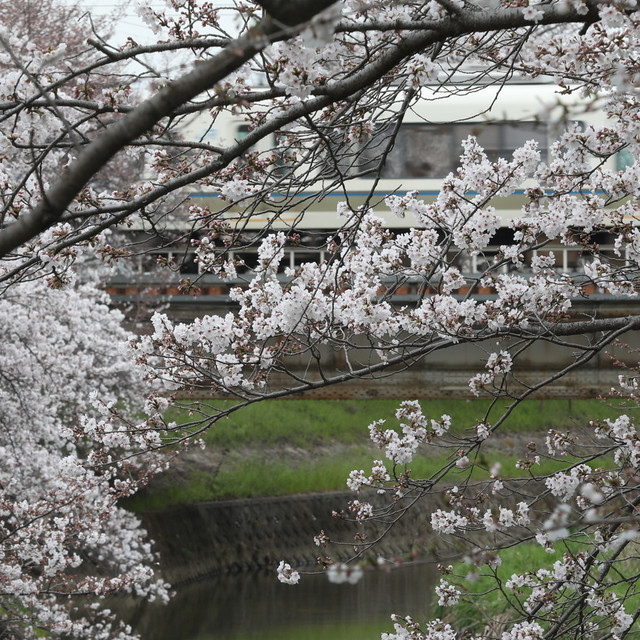 奈良，佐保川粉色河道
