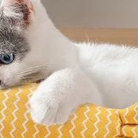 欢宠网逗猫棒，自嗨解闷，让你的猫乐翻天！