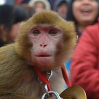 热点头条 篇零：封杀“米猴”，就因为骂了句“海狗”？