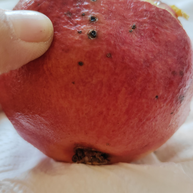 新鲜水果
