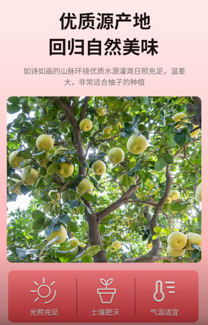 京鲜生柚子
