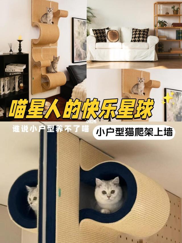 小户型救星！拯救8㎡出租屋的猫咪乐园猫墙