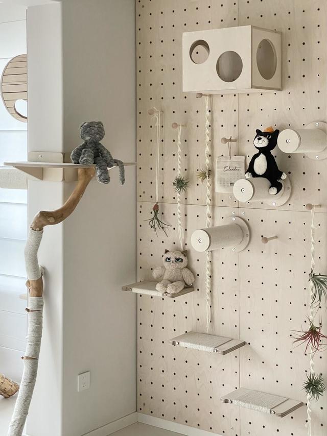 人类和猫咪都需要丰容