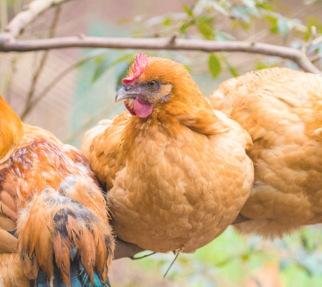 🐔从神话图腾到国民食材，这只“鸡”你真的了解吗？