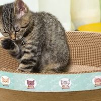 疯狂的主人猫抓板窝，让猫咪快乐“躺平”的宝藏好物