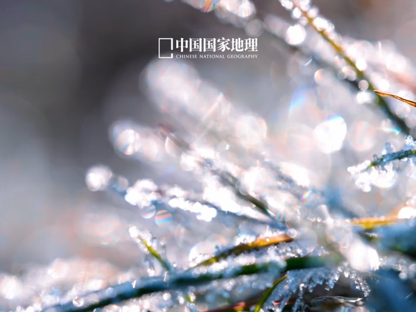 霜降时节，邂逅一场红叶与柿子的浪漫