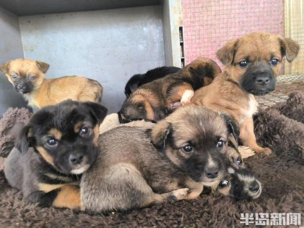 半岛公益｜流浪猫狗数量增多，救助压力陡增！流浪动物中心盼援手