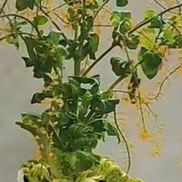 网友晒自家养的大白菜，竟然开花了？网友：太对得起这个花盆了