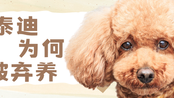 泰迪为何成弃养率最高的犬种之一？ “网红狗” 到底做错了什么？ 